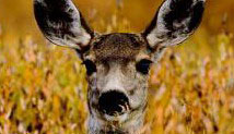 Adult
