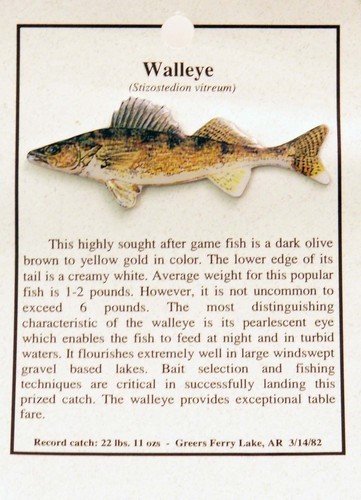 Walleye Pin